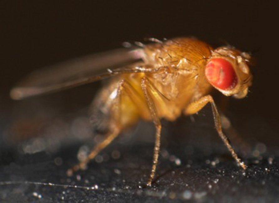 Banaanikärpänen. Kuva: <span class="photographer"><a href= http://commons.wikimedia.org/wiki/File:Drosophila_melanogaster.jpg> Wikimedia commons</a></span>