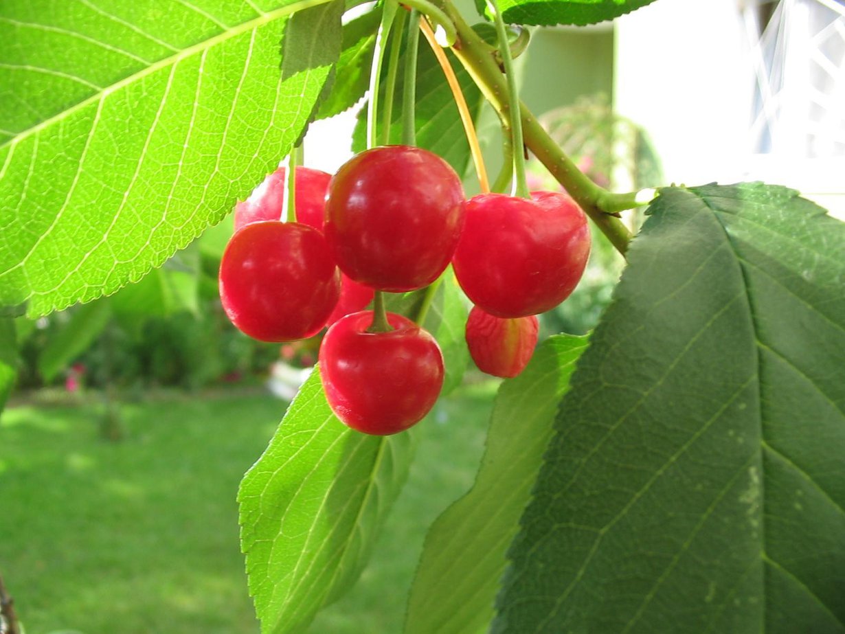 Hapankirsikka sisältää melatoniinia. Kuva: Tomasz Sienicki/Wikimedia Commons