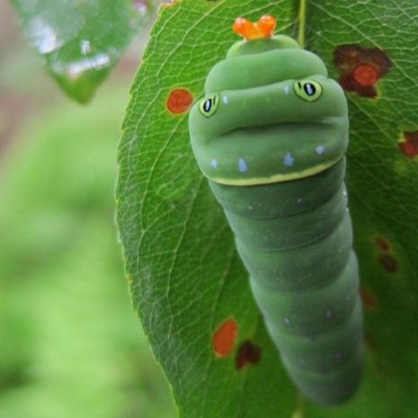 Tämä kiiltotuomen lehdeltä kuvattu Papilio glaucus -ritariperhosen toukka pelaa varman päälle ja pysyttelee yhdessä kasvilajissa. Kuva: <span class="photographer">Michael Singer, Wesleyan University</span>