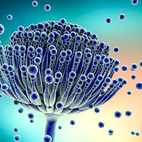 Kosteusvaurion tyyppikasvustoa ovat Aspergillus-homeet. Suvun monet lajit tuottavat hengitysilmaan erilaisia myrkkyjä. Kuva: <span class="photographer">Shutterstock</span>