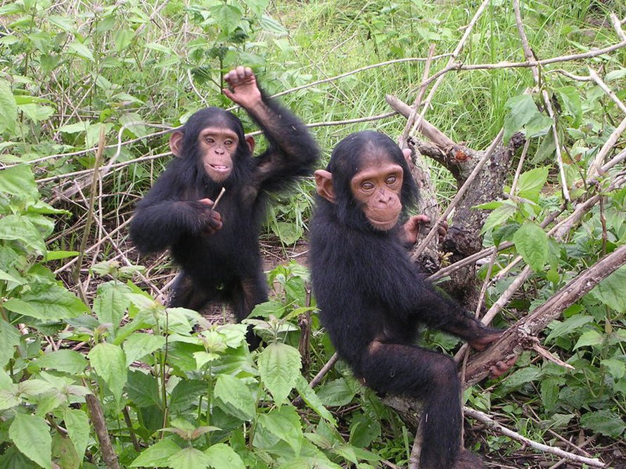Simpanssit – sukulaisia, mutta eivät esivanhempiamme. Kuva: <span class="photographer">Delphine Bruyere.</span>
