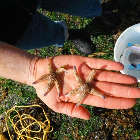 Tyynenmeren länsirannikoilta tavattava meritähti Asterias amurensis on maailman haitallisimpia vieraslajeja. Nämä löytyivät Yhdysvalloista Oregonin rannikolta. Kuva: <span class="photographer">Oregon State University</span>