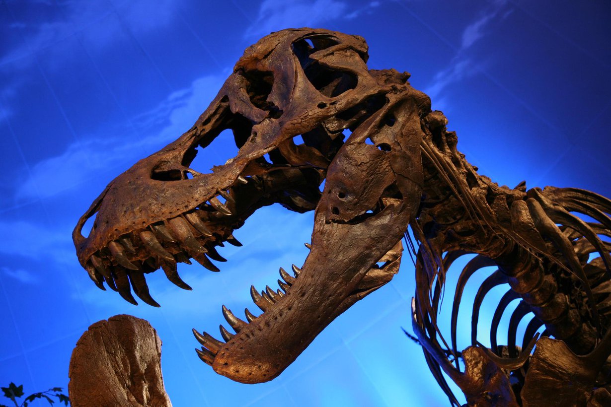 Dinosaurusten kuninkaan leuat olivat paitsi maailman vahvimmat, myös matelijoille poikkeukselliset. Kuva: Daniel Schwen/ Wikimedia Commons.