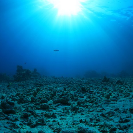 Merenpohja on voimaksa hiilinielu. Kuva: <span class="photographer">Shutterstock</span>