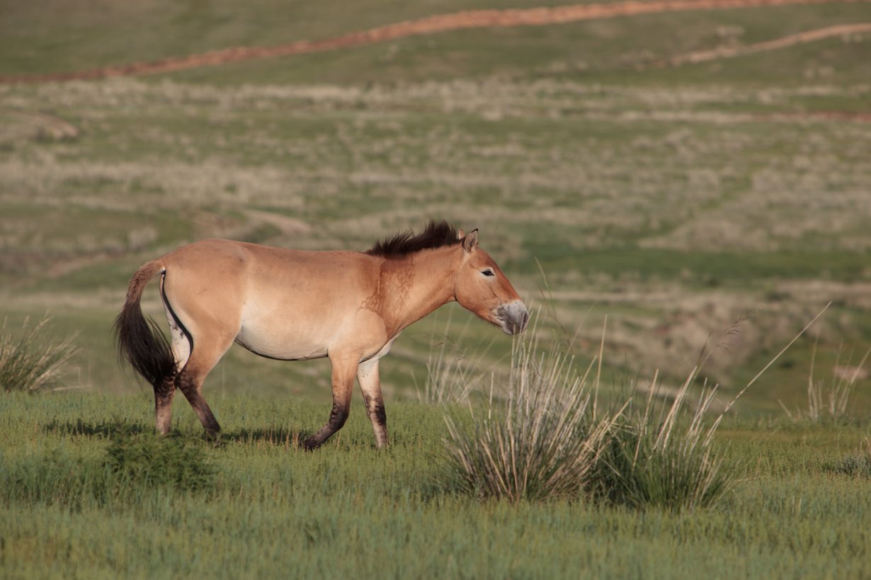 Przewalskinhevonen Mongoliassa. Kuva: Ludovic Hirlimann, Wikimedia Commons