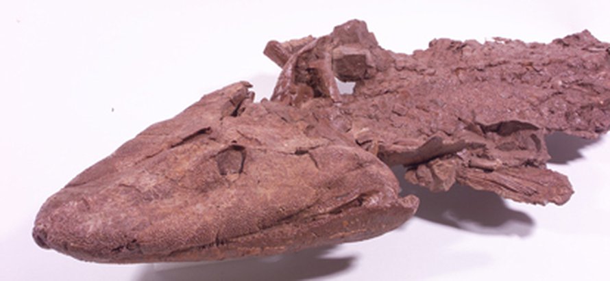<i>Tiktaalik roseae</i>. Kuva: <span class="photographer">Ted Daeschler.</span>