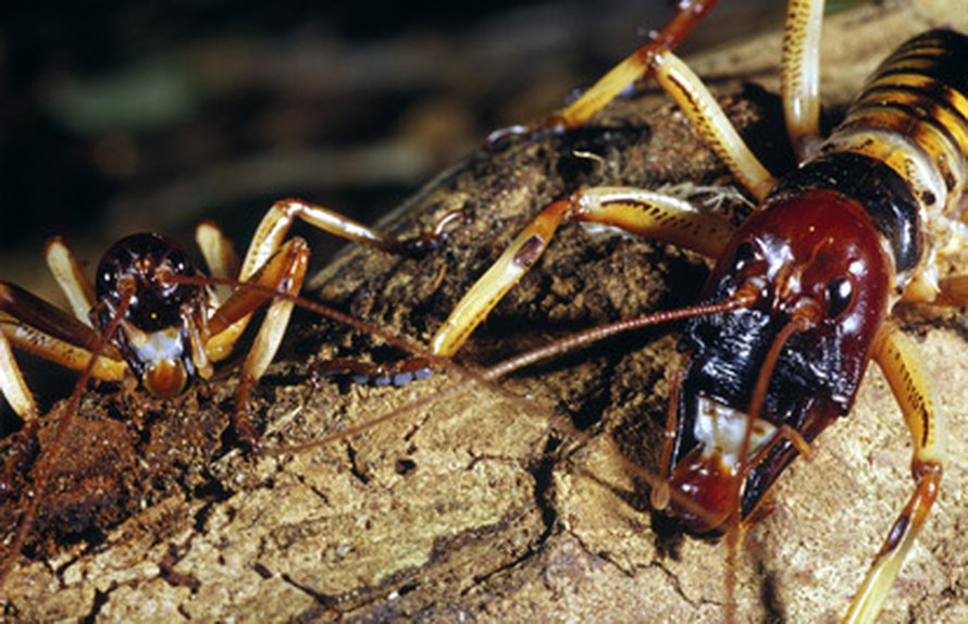 Weta-sirkka (<i>Hemidenina crassidens </i>) on hoitanut Uudessa-Seelannissa hiiren tehtävät. Kuva: <span class="photographer">George Gibbs.</span>