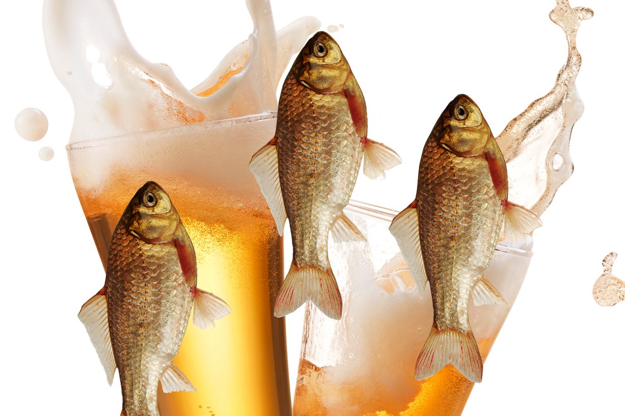 Alkoholi pitää kalan hengissä. Kuva: Shutterstock
