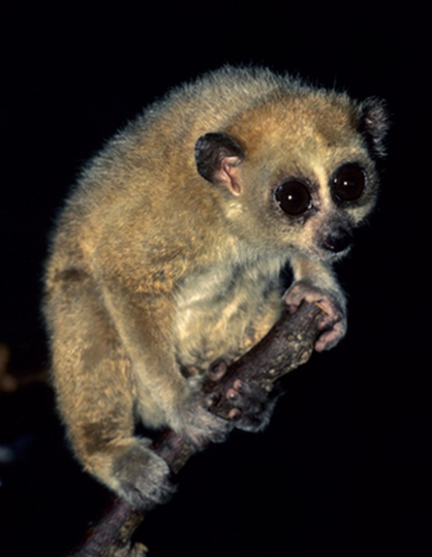 Pikkulori <i>Nycticebus pygmaeus</i>. Kuva: <span class="photographer">David Haring/Duke University Lemur Center</span>