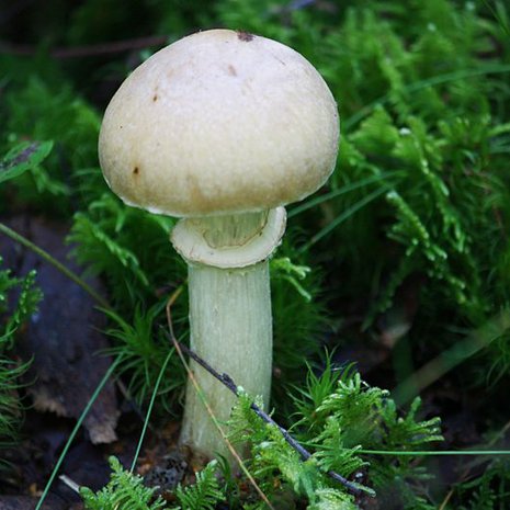 Puistoissakin voi sienestää, mutta varo valkeita sieniä. Kuvassa on kehnäsieni, mutta sitä muistuttava valkoinen kärpässieni tappaa. Kuva Anneli Salo / Wikimedia Commons.