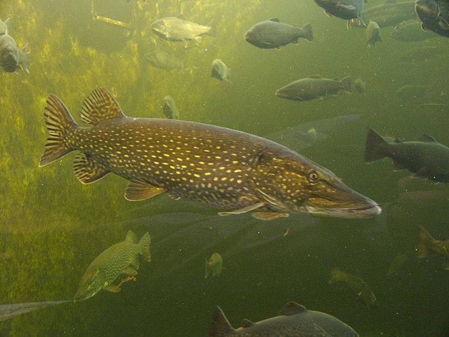 185 miljoonas esivanhempamme oli kala. Kuvan kalat eivät liity tapaukseen, sillä he ovat kotkalaisia serkkujamme. Kuva: <span class="photographer">Georg Mittenecker.</span>