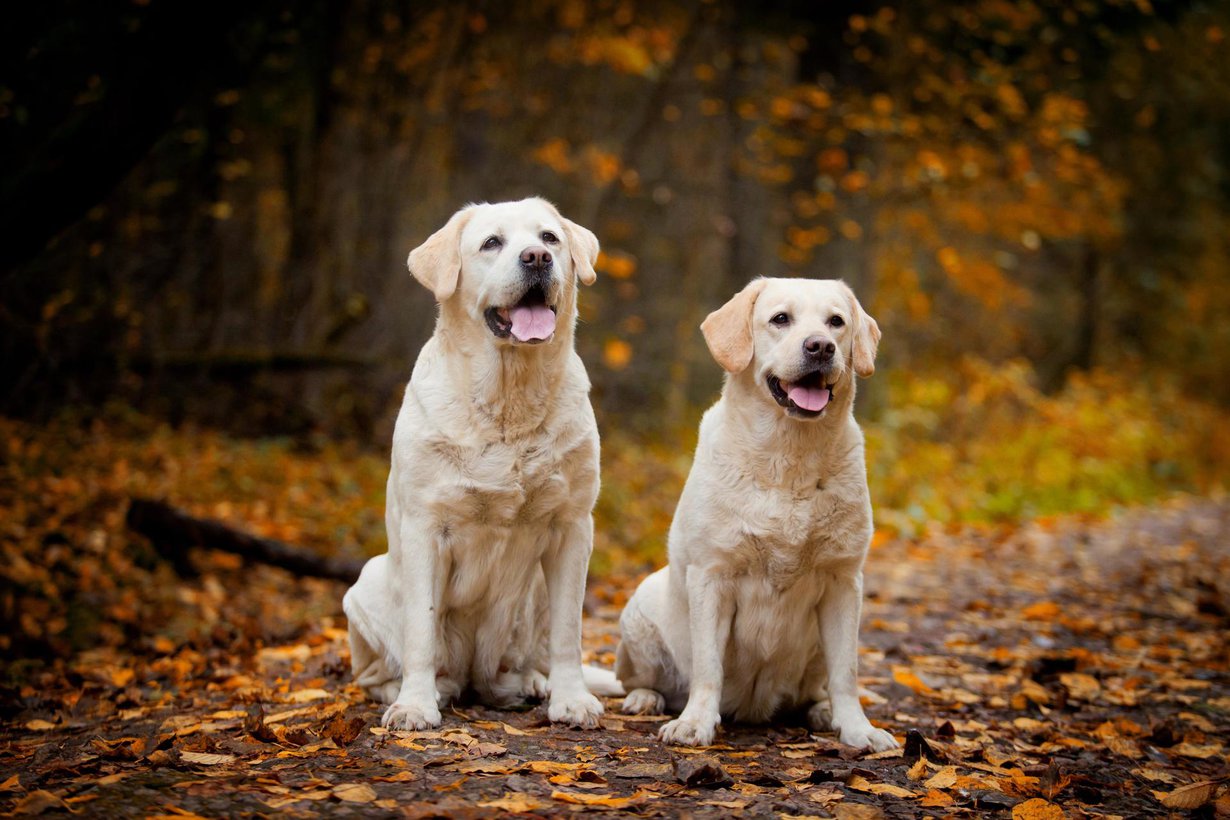 Labradorinnoutajien epigeneettinen kello myötäilee niiden kehitysvaiheita. Kuva: Shutterstock