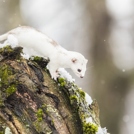Lumikko on viisaimmillaan aikuisuuden kynnyksellä. Kuva: <span class="photographer">Pekka Kotkatniemi / Vastavalo irta / Vastavalo</span>