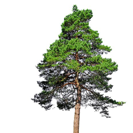 Honka, mänty, petäjä – sama puu, eri kulma. Kuva: <span class="photographer">Getty Images</span>