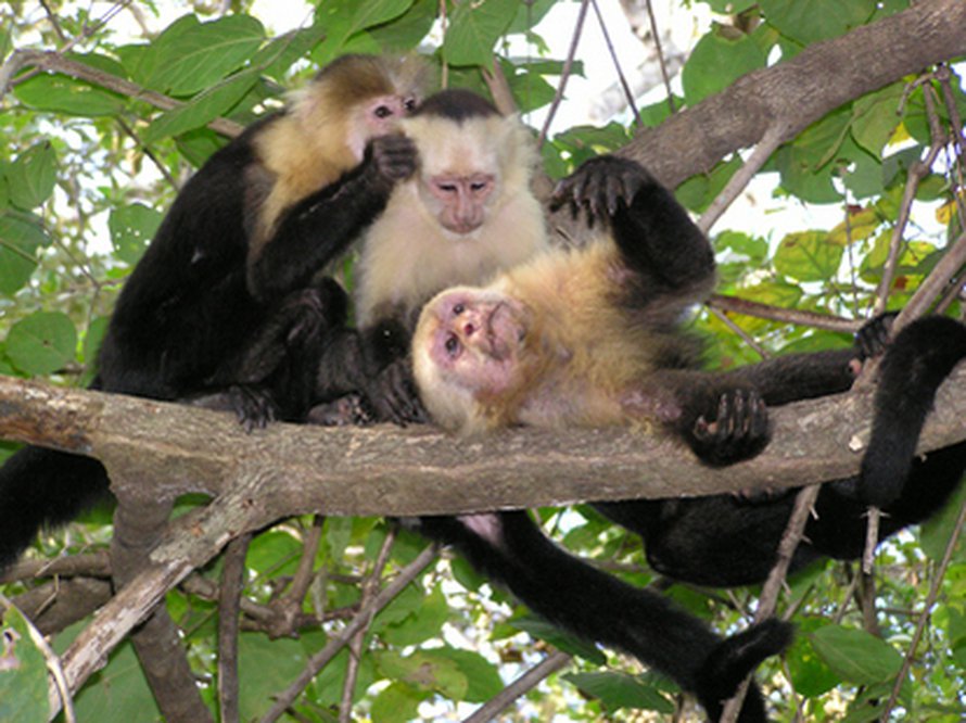 Johtava koiras Pablo lekottelee naaraan ja tyttärensä kanssa Costa Rican sademetsässä. Kuva: <span class="photographer">Susan Perry.
</span>