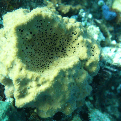 Nykyään elävä piisieni Rhabdastrella globostellata. Kuva: <span class="photographer">Paco Cárdenas</span>