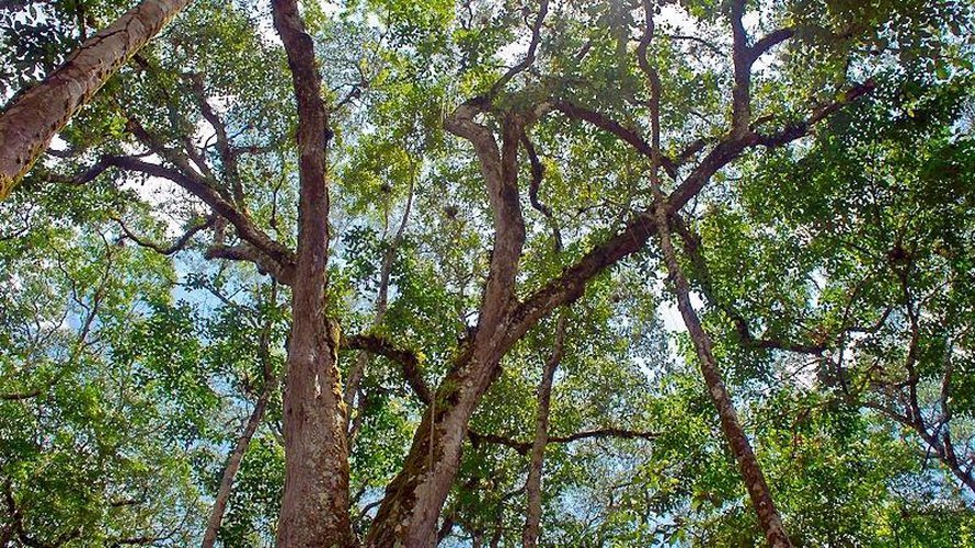 Tuoreen tutkimuksen mukaan Brasilian Amazonasin latvuskerros alkaa yhteyttää kiivaasti kuivan kauden aikaan. Kuva: <span class="photographer">Lucia Barreiros da Silva / Wikimedia commons</span>