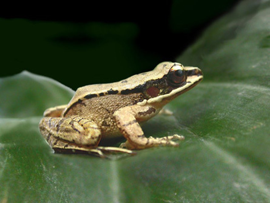 Kiinalainen sammakko <i>Amolops tormotus</i> laulaa kuin lintu. Kuva: <span class="photographer">Albert Feng</span>