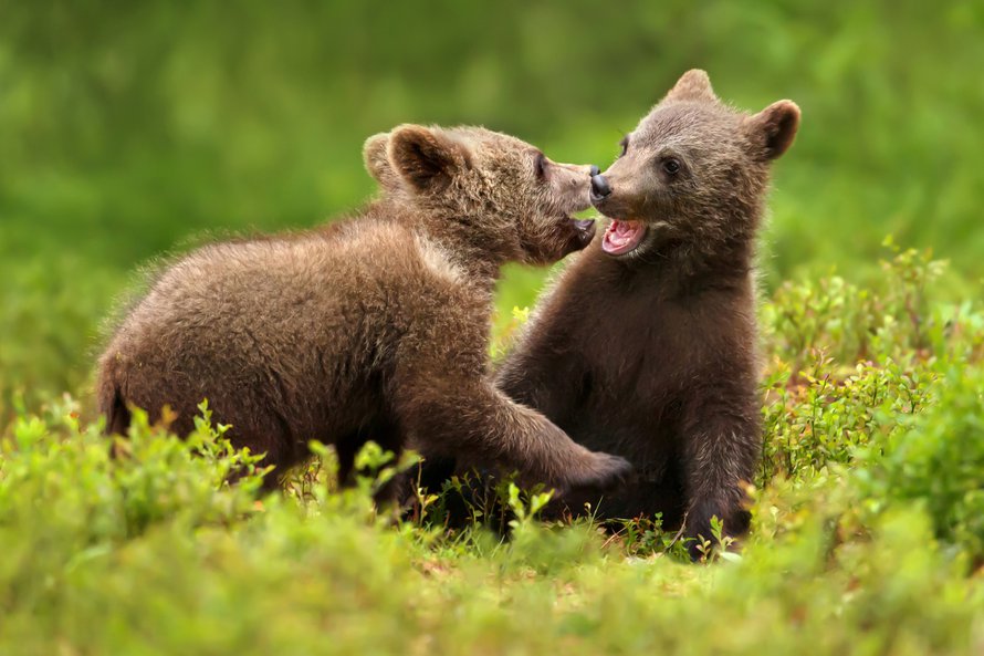 Nisäkästutkija laski karhun voimat. Kuva: <span class="photographer">iStock</span>