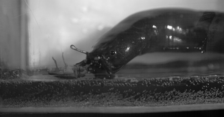 Ankeriasmonni yllättää hyönteisen kuivalta maalta. Kuva: <span class="photographer">Sam van Wassenbergh</span>