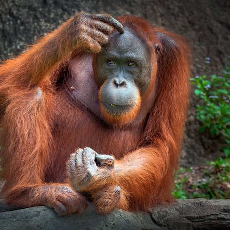 Orankien neuvot ovat vähissä, kun kotiviidakot kaadetaan alta. Kuva: <span class="photographer">Shutterstock</span>