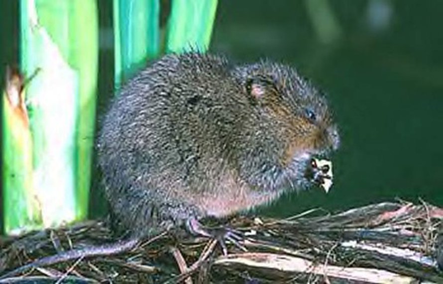 <small>Vesimyyr