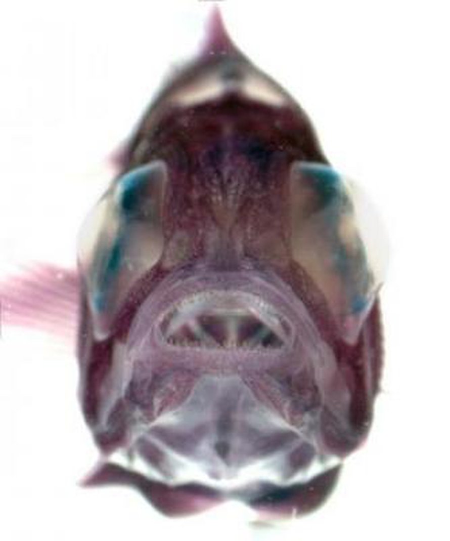 Piikkikala valitsee komean pomon. Kuva: <span class="photographer">Mark Purnell, University of Leicester.</span>