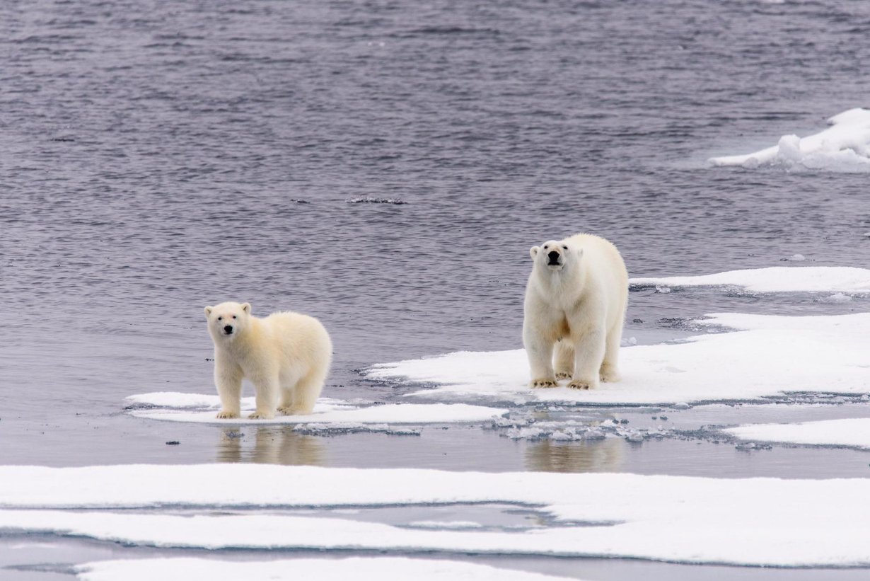 Arktisen alueen jään sulaminen tekee jääkarhujen elämän vaikeaksi. Kuva: Shutterstock