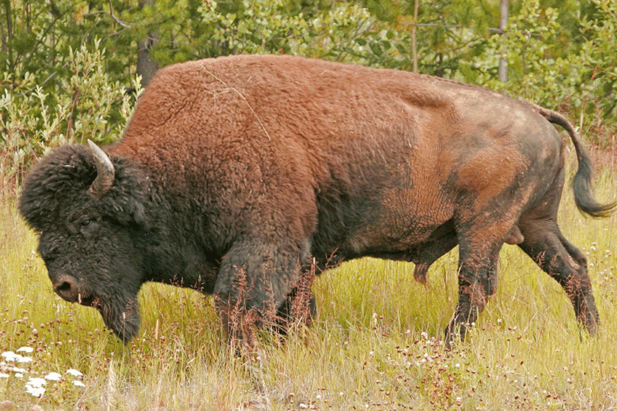 Kova luu. Kuva: Wikimedia Commons