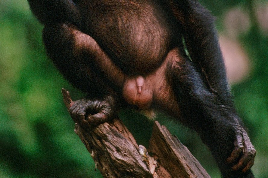 Ei paljon puutu, ettei puutu simpanssiltakin. Kuva: <span class="photographer">Getty Images</span>