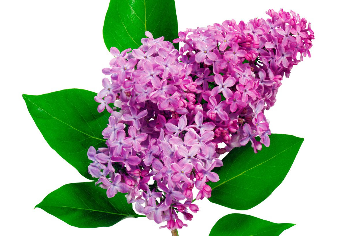 Liilassa hehkuu ranskan syreeni. Kuva: Shutterstock
