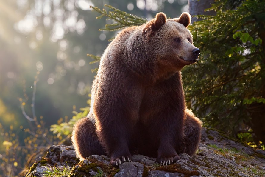 Karhulla on vahva yläruumis. Kuva: <span class="photographer">Shutterstock</span>