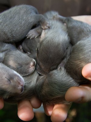 Suuri kuuden pennun sisarusparvi syntyi Tallinnan eläintarhassa.