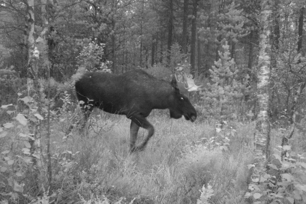 Riistakamera paljastaa, että hirvet talvisvat samoja reittejä vuodesta toiseen. Kuva: Riistapolkuverkko
