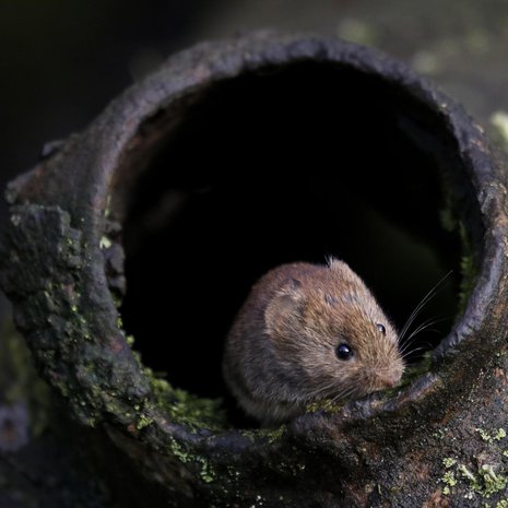 Linnut tunnetaan kompassistaan, mutta magneettiaisti on yleinen myös maassa. Sitä käyttää muun muassa metsämyyrä. Kuva: <span class="photographer">Santiago Urquijo / Getty Images</span>