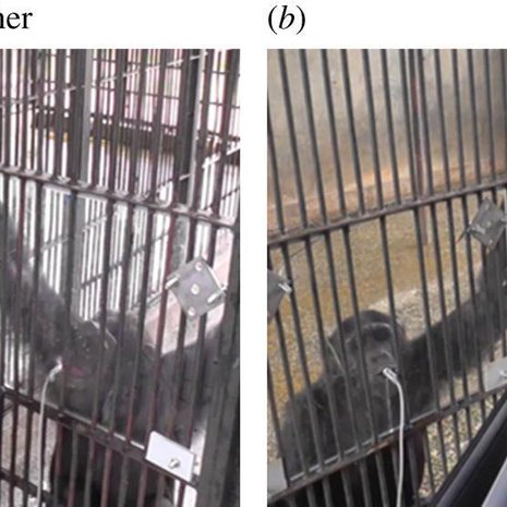 Simpanssit katselivat joko yhdessä tai erikseen televisiota kokeissa, jotka järjestettiin ugandalaisessa Ngamba Island Chimpanzee Sanctuary -suojelutarhassa. Kuva: <span class="photographer">Wouter Wolf ja Michael Tomasello, Proceedings of the Royal Society B</span>