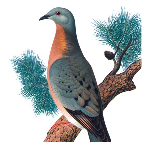Muuttokyyhky meni jo. Kuva: <span class="photographer">Wikimedia Commons</span>