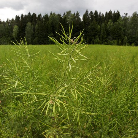 Tutkijat ottivat huomioon sen, miten pellot syrjäyttävät metsiä. Kuva: <span class="photographer">Juhani Niiranen / HS</span>
