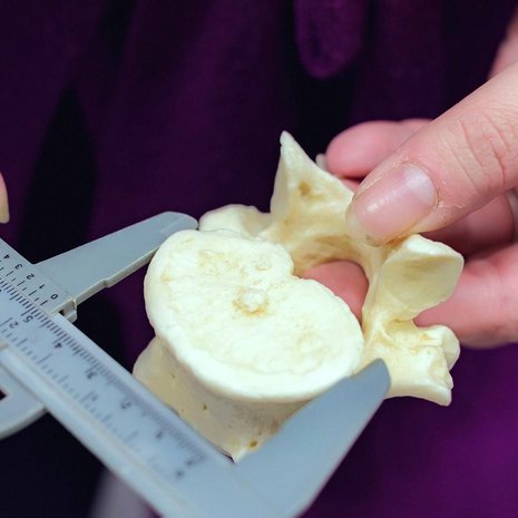 Nykyihmisellä on suhteessa kapeampi nikama. Kuva: <span class="photographer">Mikko Törmänen</span>