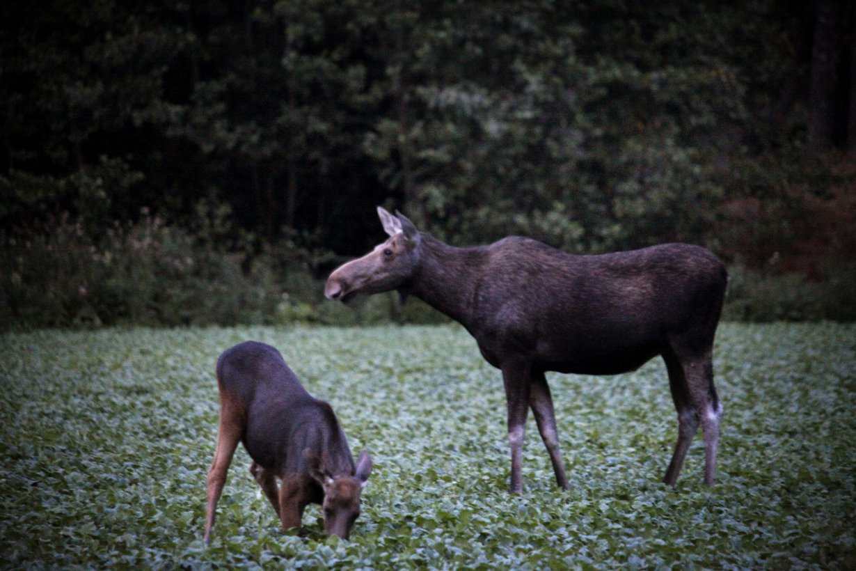 Hirvet tulevat toimeen monien loistensa kanssa. Kuva: Ville Männikkö