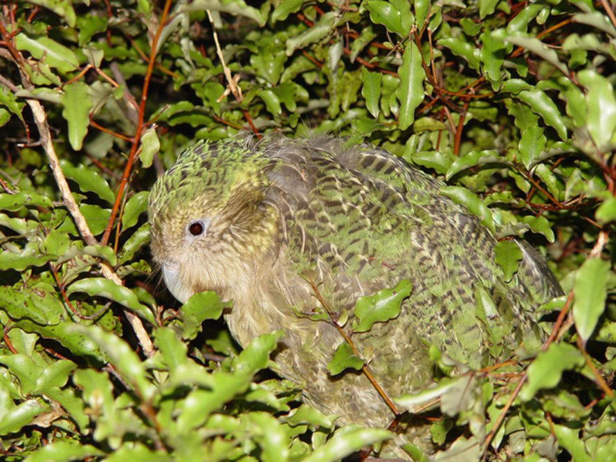 Kauneudella ja naamioitumisella on yhteinen evoluutiohistoria. Kuvassa suojavärityksellään lehvistöön sopeutunut kakapo. Kuva: <span class="photographer">Wikimedia Commons.</span>