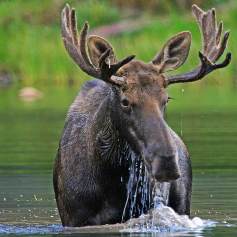 Hirvi ei hikeenny hirvikärpäsistä. Kuva: <span class="photographer">Getty Images</span>
