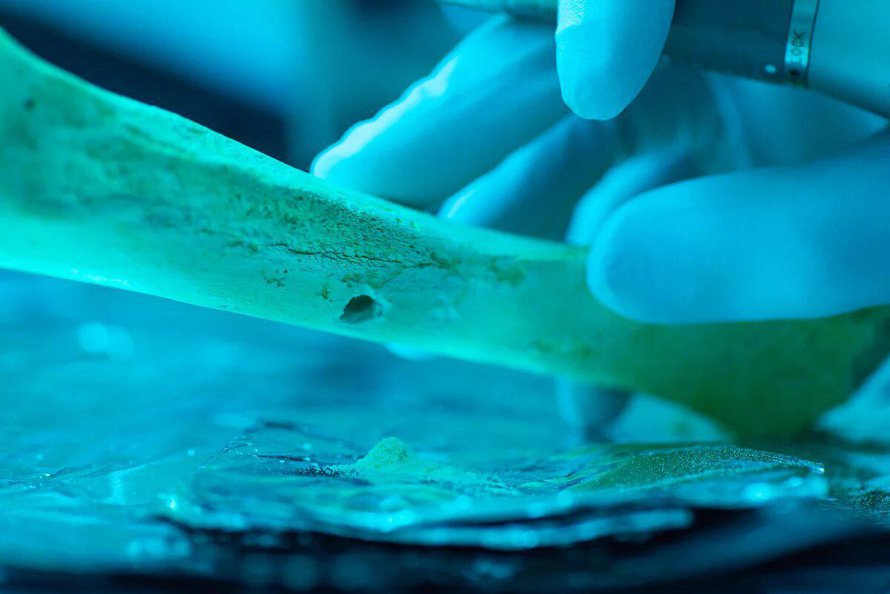 Geneetikot eristivät muinaisten vanhempien dna:ta vainajien luusta ja löysivät aineiston geeneistä sukulaisuussuhteita. Kuva: <span class="photographer">MPI for Evolutionary Anthropology</span>