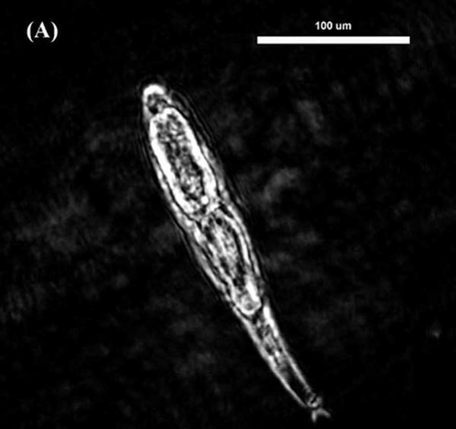 Kuva: <span class="photographer">American Institute of Physics</span>