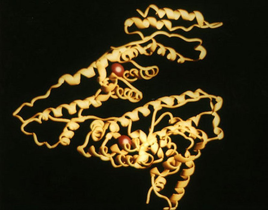Proteiinimolekyyli. Kaavakuva ihmisen seerumialbumiinin rakenteesta. Kuva: <span class="photographer">Nasa Marshall Space Flight Center.</span>
