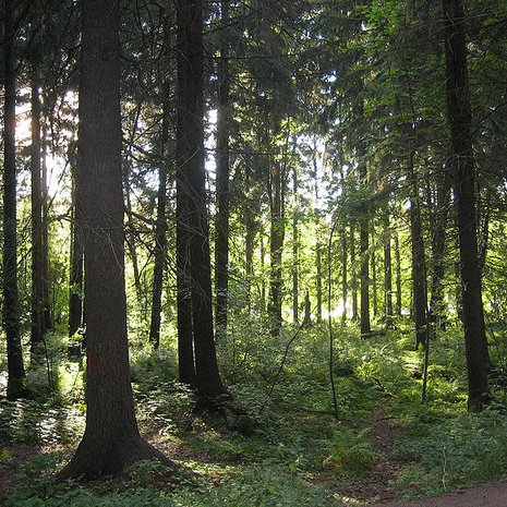 Wikimedia Commons