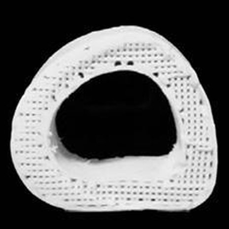 Pala reisiluuta 3d-tulostimella valmistettuna. Kuva: <span class="photographer">Adam Jakus / Northwestern University</span>