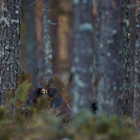Ukkometsot sotivat naaraista samalla soidinpaikalla koko ikänsä. Kuva: <span class="photographer">Markus Varesvuo</span>