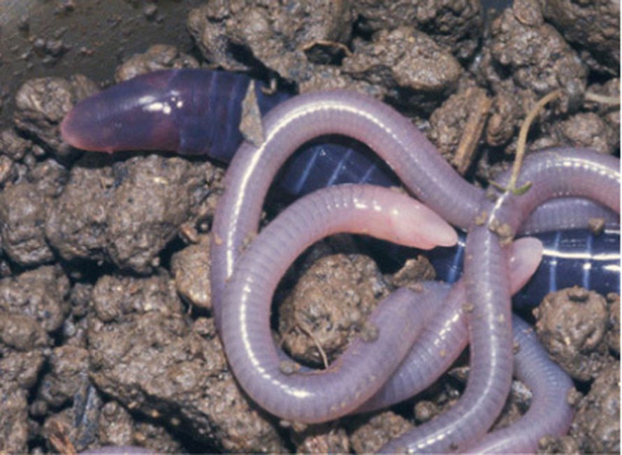 Matosammakon poikaset syövät äitinsä rasvakerrosta. Kuva: <span class="photographer">Alexander Kupfer/Natural History Museum</span>