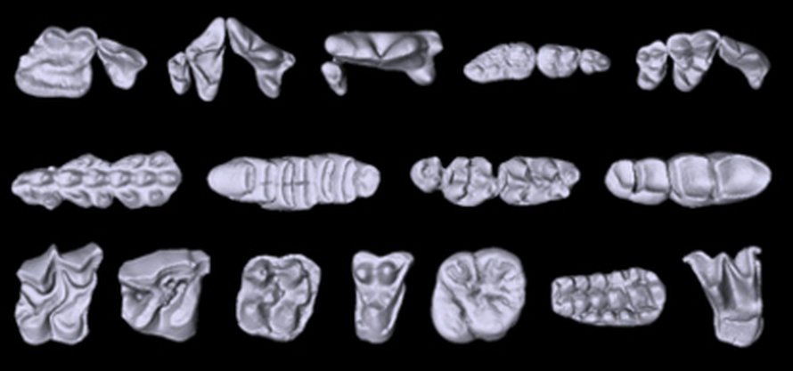 3D-hammaskuvia MorphoBrowser-tietokannassa. Kuva: <span class="photographer">Alistair Evans</span>